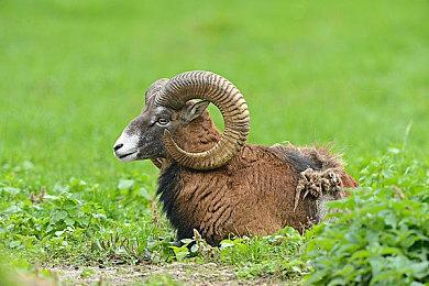 东京奥运会开幕式 SE等日厂RPG游戏配乐被采用